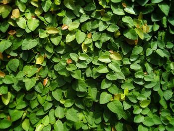 Full frame shot of plants