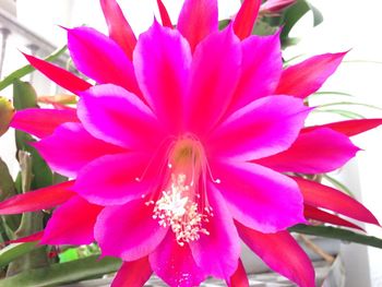 Close-up of pink flowers