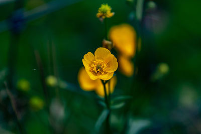 Close-up of yellow flowering plant