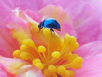 Close-up of insect pollinating flower