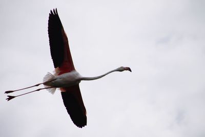 Low angle view of flying flamingo against clear sky