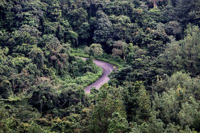 Scenic view of road amidst trees in forest