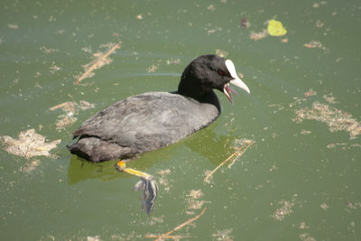 High angle view of duck swimming in lake