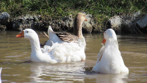 Swans and ducks swimming in lake