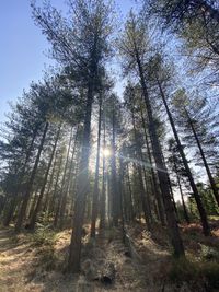 Low angle view of trees in forest against sky