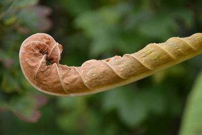 Close-up of coiled dried leaf