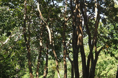 Low angle view of trees in forest