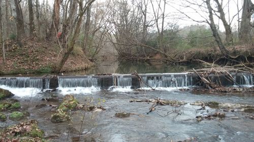 River flowing through forest