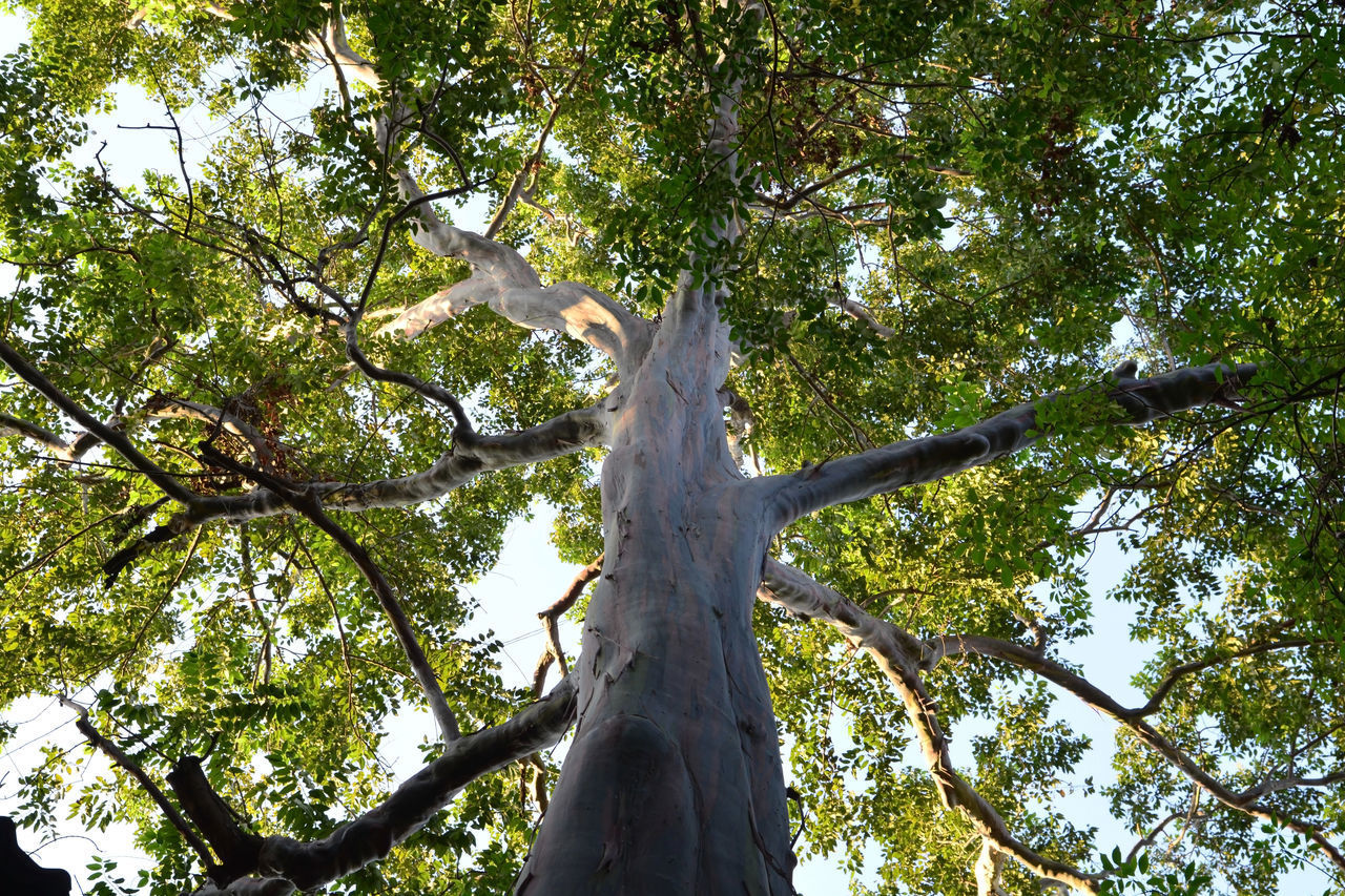 LOW ANGLE VIEW OF TREES