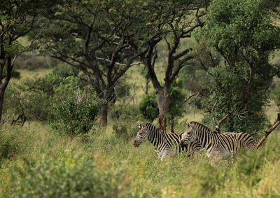 Zebras in a forest