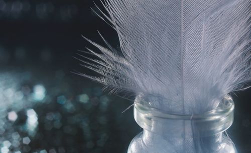 Close-up of feather on glass table