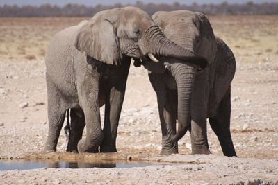 View of elephant