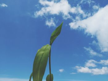 Low angle view of plant against blue sky