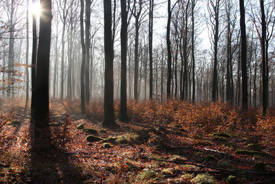 Bare trees on field during sunny day