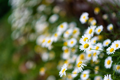 Close-up of white daisy flowers