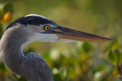 Side on portrait of great blue heron ardea herodias in mangroves galapagos islands, ecuador.