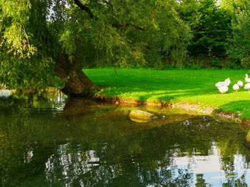 Reflection of trees in pond