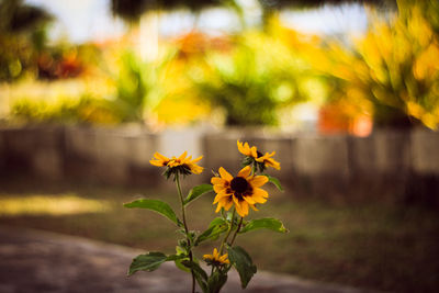 Close-up of orange flowers blooming outdoors