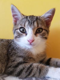 Close-up portrait of a cat