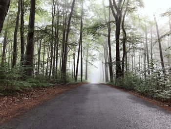 Empty road along trees in forest