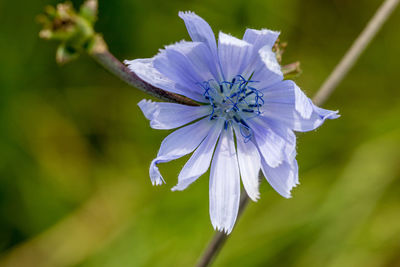 Close-up of purple flowering plant