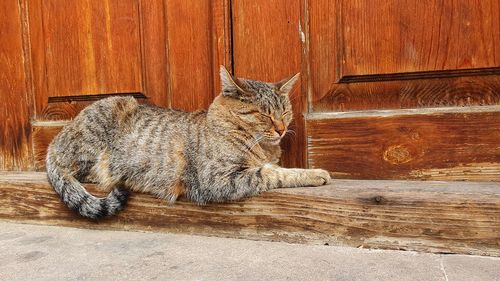 Cat sleeping in wood