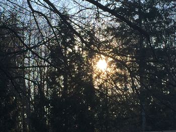 Low angle view of trees against sky during sunset