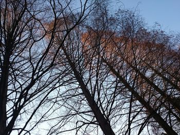 Low angle view of bare trees against blue sky