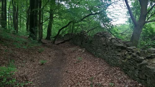 Trees growing in forest