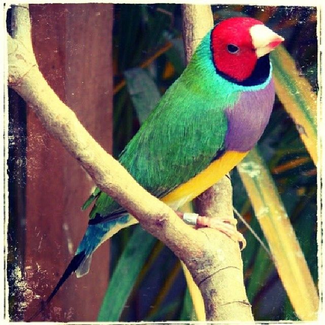 animal themes, bird, one animal, parrot, animals in the wild, wildlife, close-up, beak, perching, focus on foreground, multi colored, animal head, day, outdoors, nature, no people, branch, auto post production filter, side view, full length