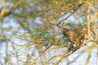 Low angle view of lizard on tree