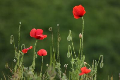 Close-up of poppy blooming outdoors