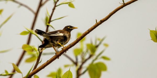 Bird perching on a branch