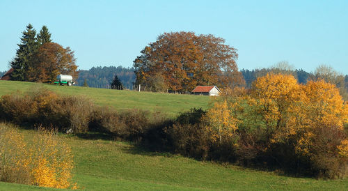 Trees on grass against clear sky