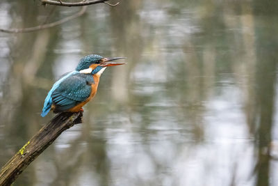 Bird perching on a tree