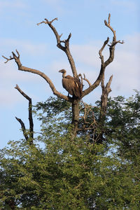 Low angle view of bird perching on tree