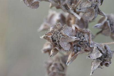 Close-up of dried plant