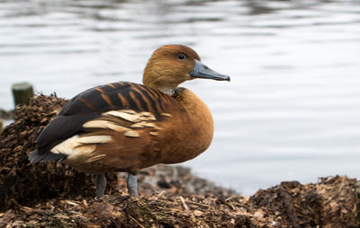 Close-up of bird perching on lake