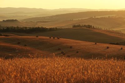 Scenic view of agricultural field against sky