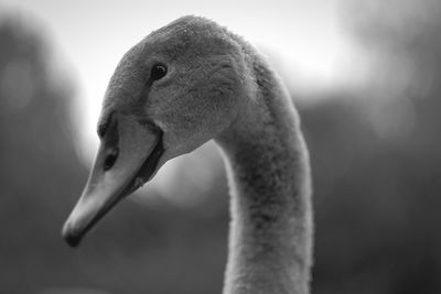 Young swan