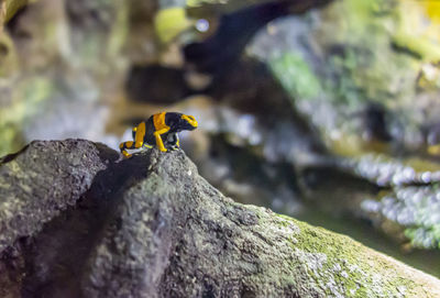 Close-up of insect on rock