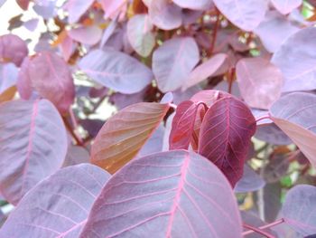 Close-up of leaves