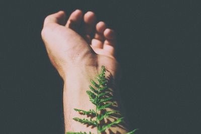 Close-up of hand holding plant against black background