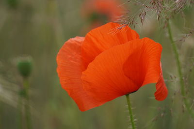 Close-up of red poppy flower