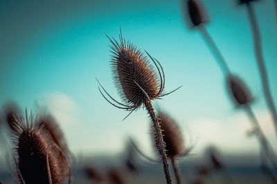 Close-up of wilted plant