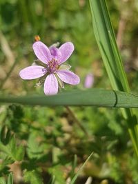 Close-up of pink flowering plant