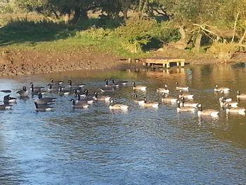Birds in calm lake