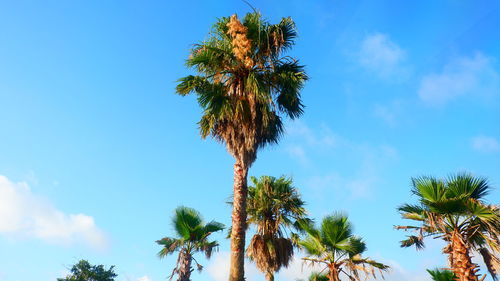 Low angle view of coconut palm trees against blue sky