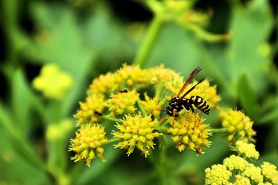 Close-up of bee pollinating on yellow flower