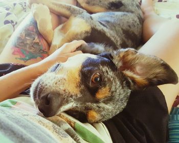 Close-up portrait of dog lying with woman on bed